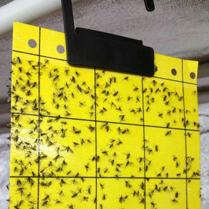 Żółty lep 24 cm x 10 cm - ochrona przed szkodnikami ( owady , muszki) zestaw 5 sztuk